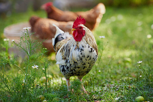 istock rooster or chicken on traditional free range poultry farm 484067460