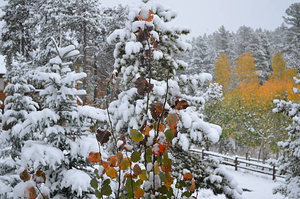 Aspen colors in Snowy Pines stock photo