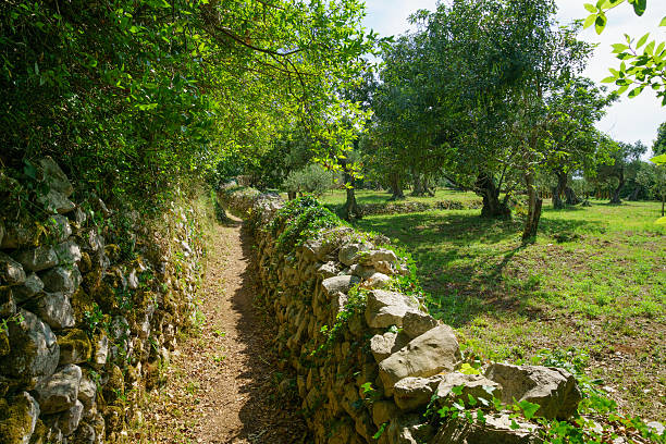 Lopud Landscape Olive trees in the Lopud Island, one of the Elaphiti Islands, Croatia dubrovnik lopud stock pictures, royalty-free photos & images