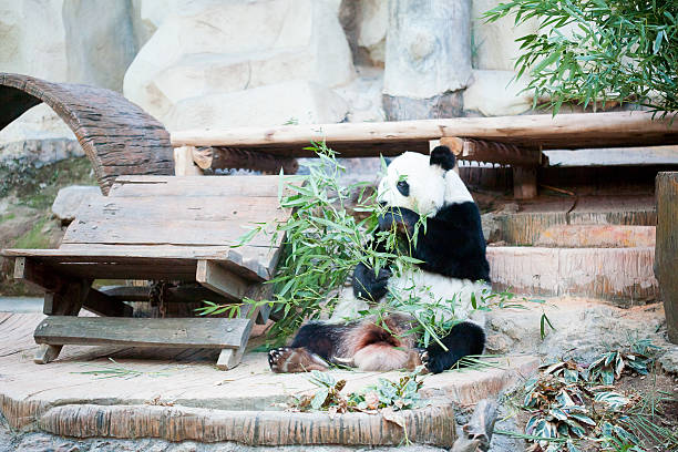 istock Closeup of panda bear 484067579