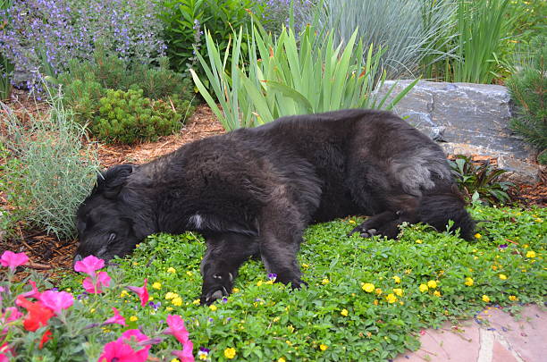 Shady the Wonder Dog asleep in the flowers stock photo