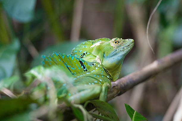 istock Basiliscus plumifrons, Plumed basilisk, Basilique a plumes 484068506