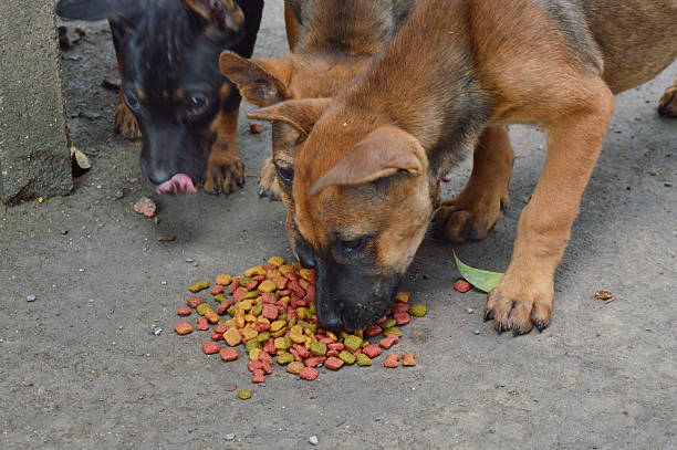 istock puppy feeding dog food 484068754