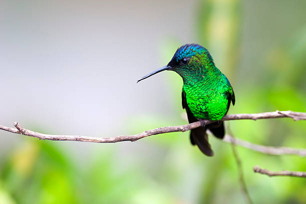 istock Violet capped wood nymph 484068912