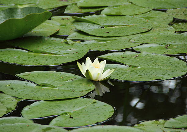 istock Single Centered White Waterlily in Lake with Leaves 484069262