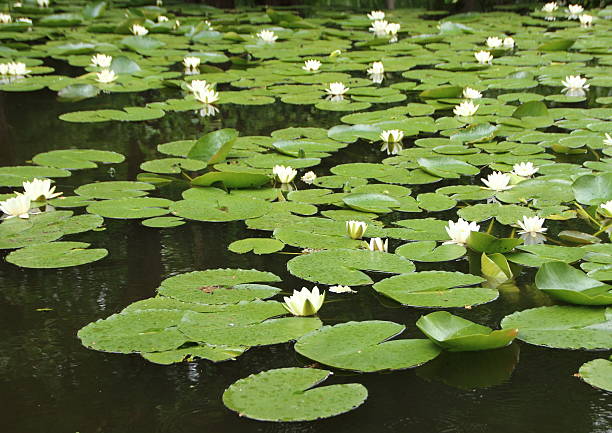 istock Perspective of White Waterlily in Pond with Shore Background 484069264