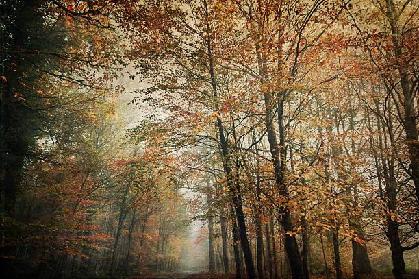 Autumn in the Forest stock photo