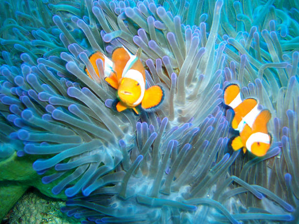 istock Fish: Tropical saltwater, clownfish, anemonefish (Amphiprion Ocellaris) 484069382