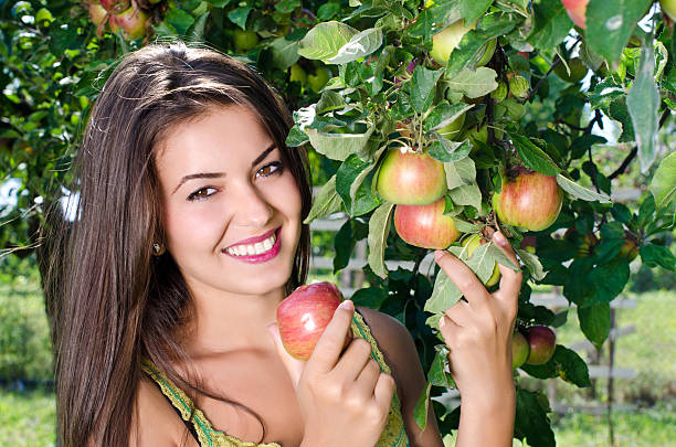 Woman picking a ripe apple from the tree. stock photo