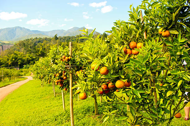 pomar de laranja - tangerine citrus fruit organic orange - fotografias e filmes do acervo