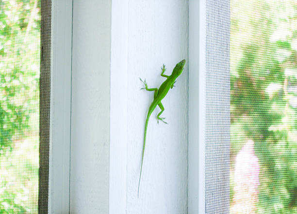 istock Bright Green Lizard on a White Screen Porch Post 484069989
