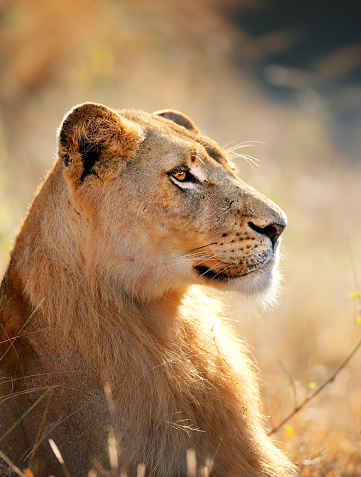Lioness female (Panthera leo) profile view closeup - Kruger National Park (South Africa)