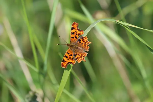 A comma butterfly with it's wings open, settled on a blade of grass. The background is out-of-focus green grass. This picture was taken in Gloucestershire, England in late June.