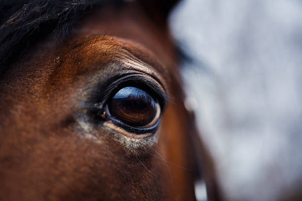 istock Horse Eye Detail 484072008