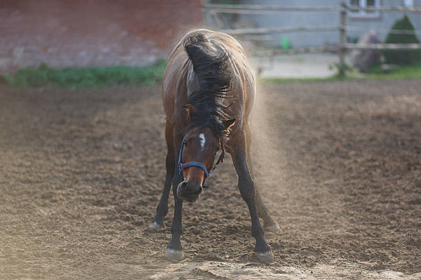 istock horse on the meadow 484072022