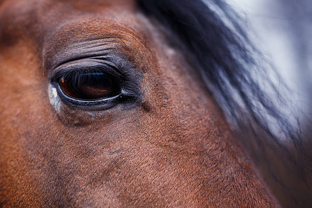 istock Horse Eye Detail 484072058