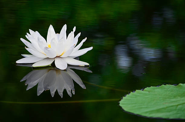 restaurant "white lotus" - lillypad lily water lily water stock-fotos und bilder