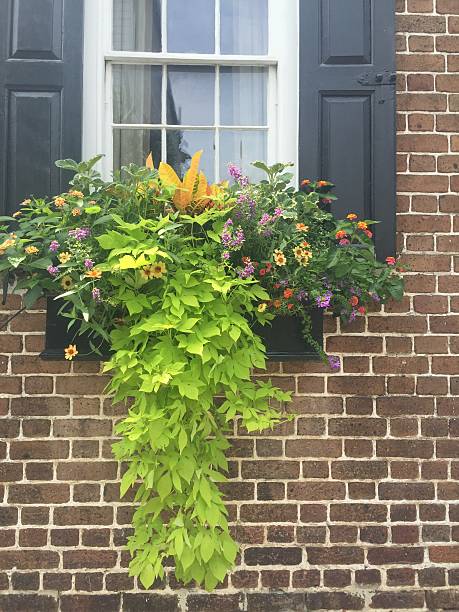 istock Flower box in Charleston, South Carolina 484072708