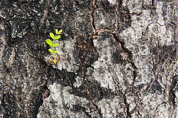 istock Little branch on the bark 484073390
