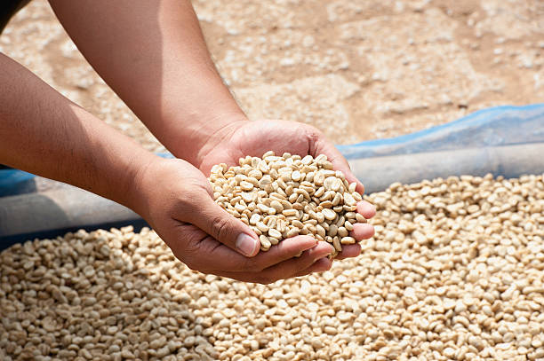 istock dry coffee bean in farmer hand at PhaHi mountrai 484073642