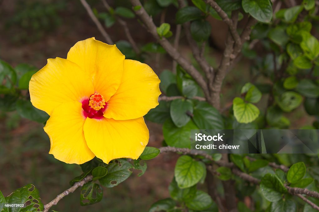 Hibiscus rosa-sinensis Yellow flowers, Hibiscus rosa-sinensis. 2015 Stock Photo