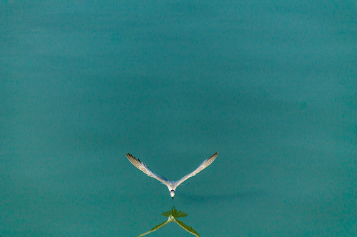 Flying seagull over sea.