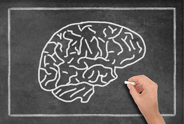 Brain on a Blackboard Brain on a Blackboard. the human body writing black human hand stock pictures, royalty-free photos & images