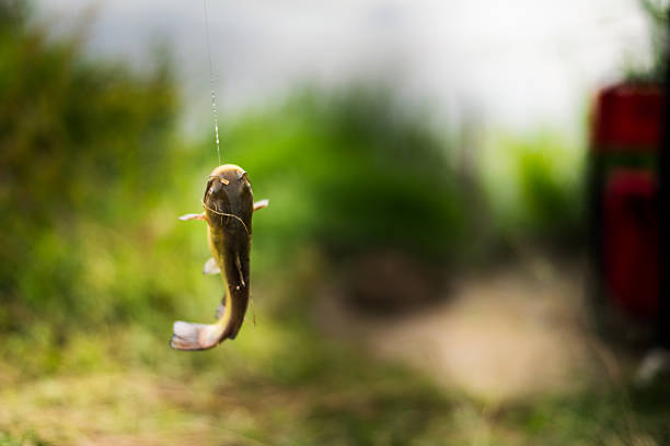 peixe em stringer - speckled trout - fotografias e filmes do acervo