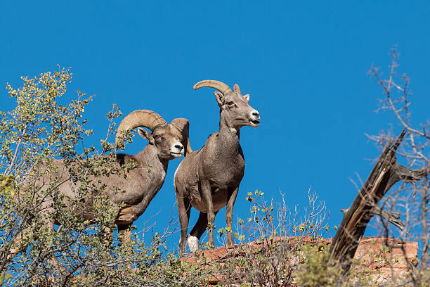 istock Desert Bighorn Ewe and Ram 484076696