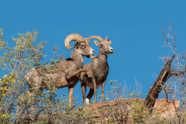 istock Desert Bighorn Ewe and Ram 484076700