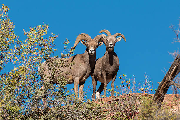 desert bighorn mutterschaf und ram - bighorn sheep stock-fotos und bilder