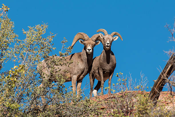 istock Desert Bighorn Ewe and Ram 484077774