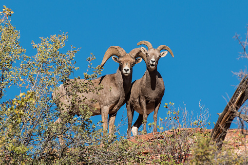 a desert bighorn sheep ewe and ram in the rut