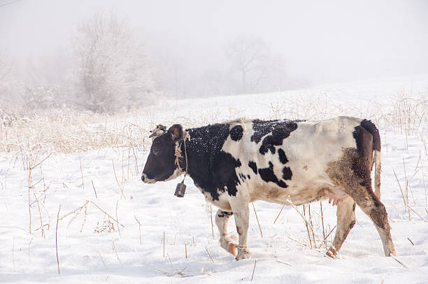 istock cow. kine. beefs. beef. bossy. neat 484078319