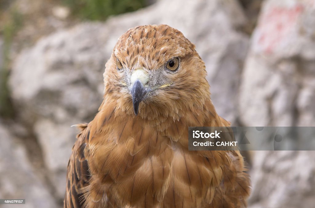 Hawk A Red tailed hawk Alertness Stock Photo