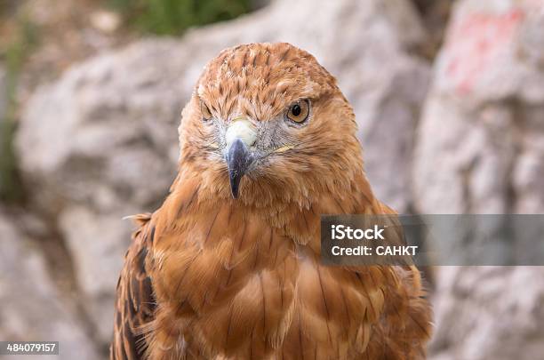 Hawk Stock Photo - Download Image Now - Alertness, Animal, Animal Body Part