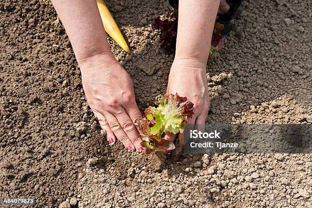 Jardinagem - Fotografias de stock e mais imagens de Agricultura - Agricultura, Alface, Amor