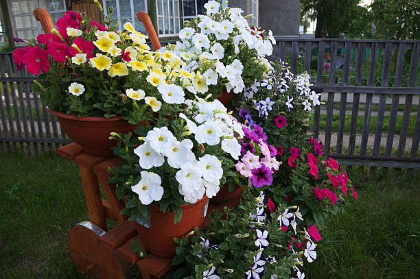 stair decoration design with colored petunia flower garden