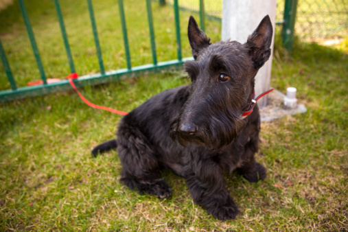 Scottish terrier dog waiting for you,