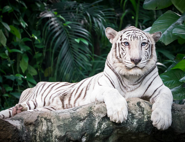 weiße bengal tiger - 9780 stock-fotos und bilder
