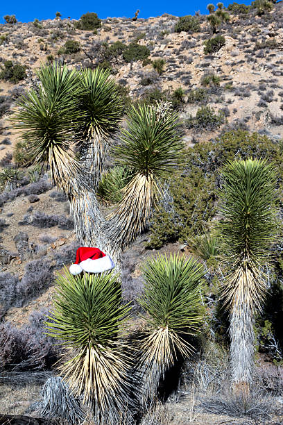 A Santa Claus hat sits atop the plants in the higher elevations of Southern California in the winter.