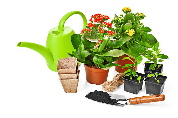 istock Garden plants and flowers 484082810