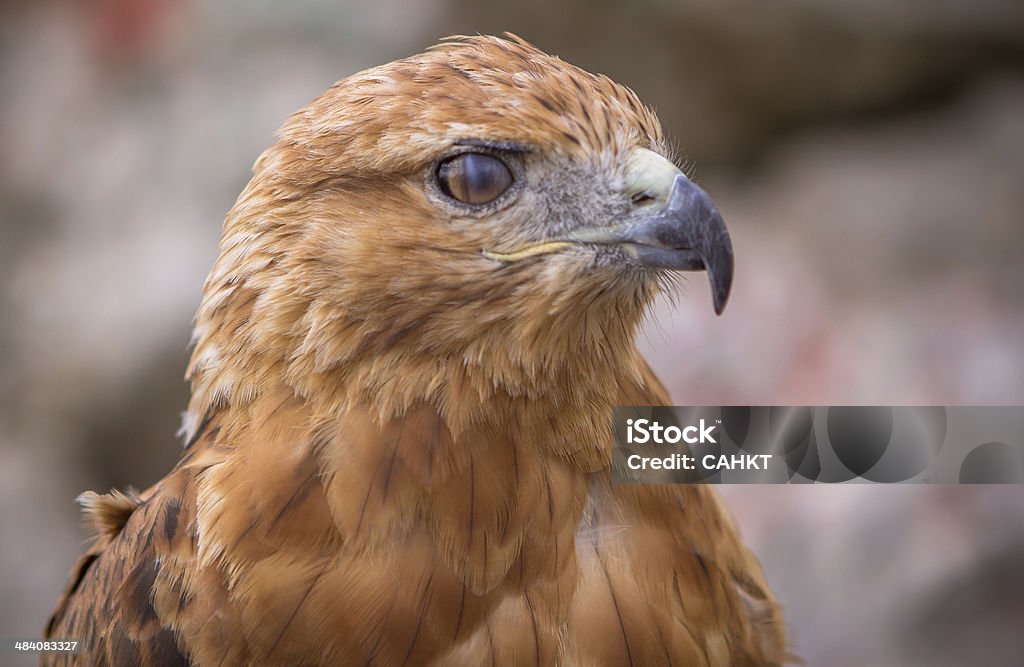 Hawk A Red tailed hawk Alertness Stock Photo