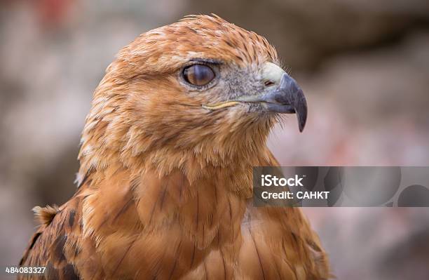 Hawk Stock Photo - Download Image Now - Alertness, Animal, Animal Wildlife