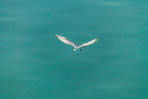 Flying seagull over sea.