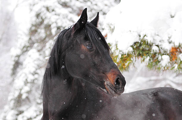 istock Portrait of nice horse 484083424