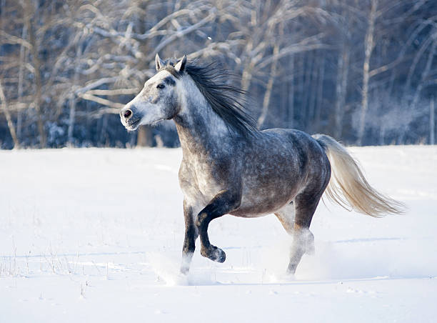 istock grey horse runs free in winter 484083430