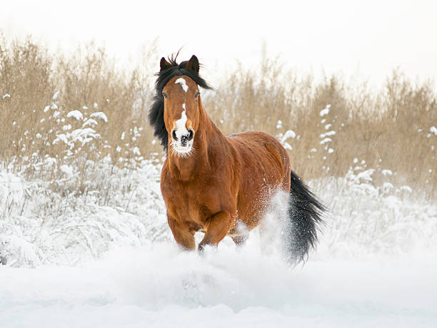 Bay stallion running in winter