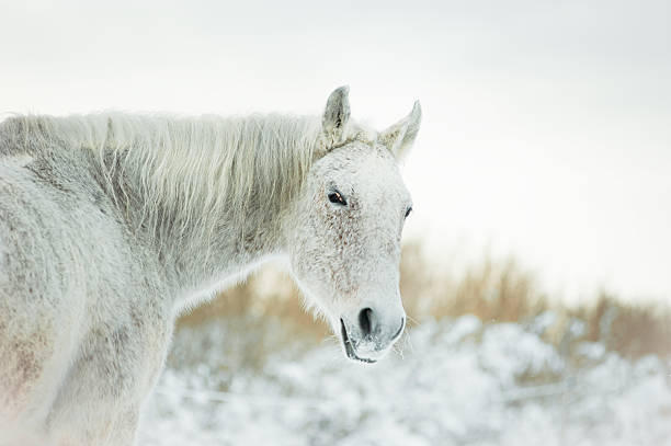 istock grey mix breed horse in a winter 484083444
