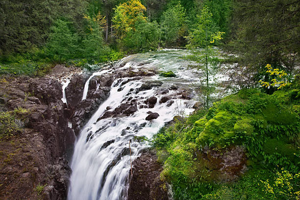 ccascading cachoeira na ilha de vancouver-inglês river falls - englishman river falls - fotografias e filmes do acervo